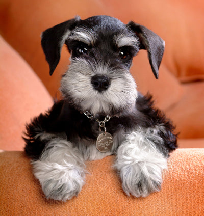Best hypoallergenic dog breeds for allergy sufferers