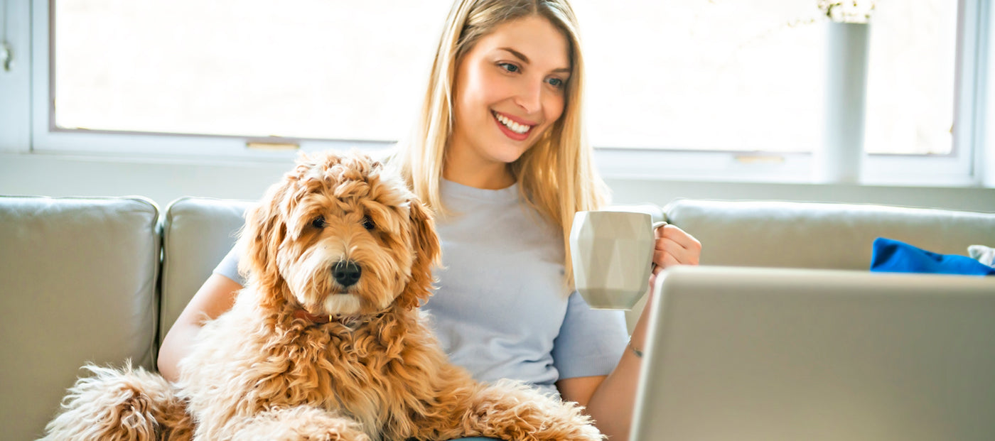 Shop our Dog food