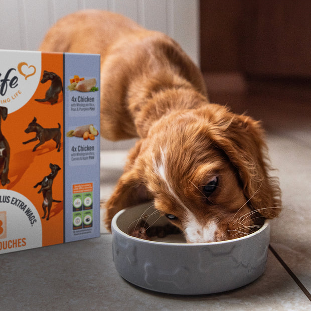 英国极速赛车开奖结果官网 Puppy Chicken Recipes
