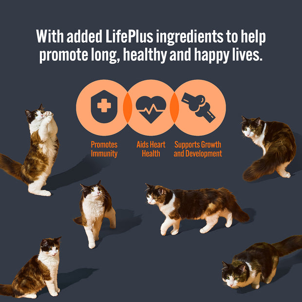 HiLife Kitten Tender Chicken