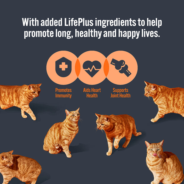 HiLife Mature Cat Chicken Pate
