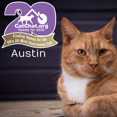 3 ways to help cats in need