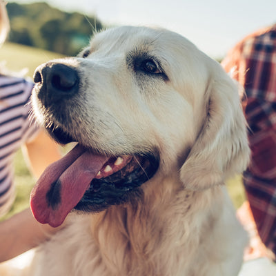 Healthy Pet, Happy Pet! How can cats and dog live their best life?