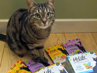Beautiful tabby cat Heidi is waiting for her 英国极速赛车开奖结果官网 it's only natural cat food in sauce