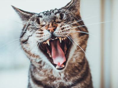 Genghis the tabby cat is snatching a 英国极速赛车开奖结果官网 it's only natural treat
